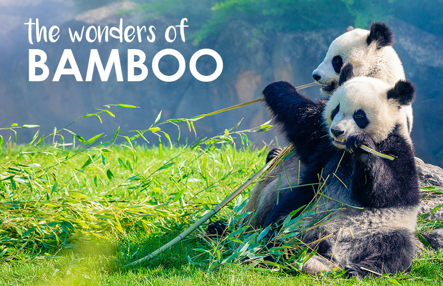 Here's why Bamboo is our new wonder plant